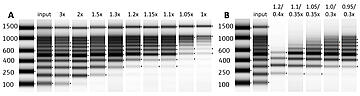 electrophoretic results showing the sizes of dsDNA purified on a CyBio Felix with various ratios of ProNex beads to sample.