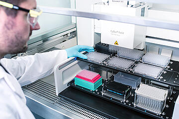 A scientist placing labware on the deck of a CyBio Felix liquid handler inside a Clean Bench enclosure.