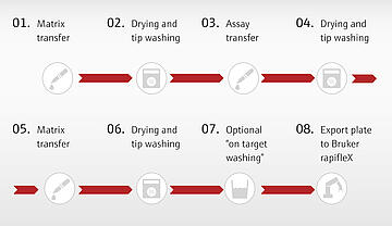 MALDI sample workflow: 1. Matrix transfer 2. Drying/tip wash 3. Assay transfer 4. Drying/tip wash 5.Matrix transfer 6. Drying/ tip wash 7. Optional on-target washing 8. Export plate to Bruker rapifleX