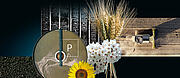 Header Phosphorus Sewage Sludge