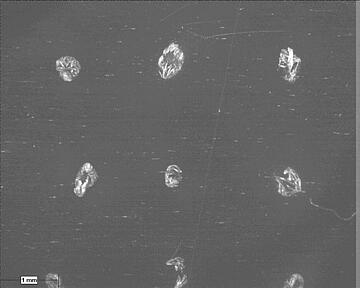 Micrograph of air-dried MALDI matrix. Air-dried spots have an irregular shape and are crystalline in appearance.